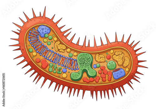 Illustration of a bacterium cell with internal components and spiky exterior membrane structure