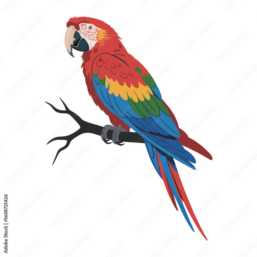 Fototapeta premium Macaw Bird, vector illustration on white background.