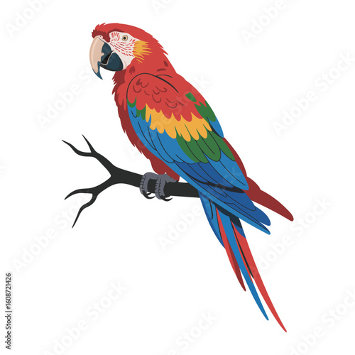 Macaw Bird, vector illustration on white background.
