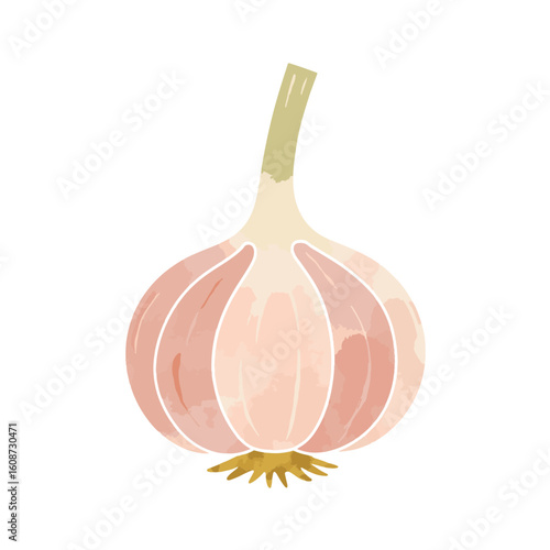 Garlic illustration in soft pastels on white background, culinary art
