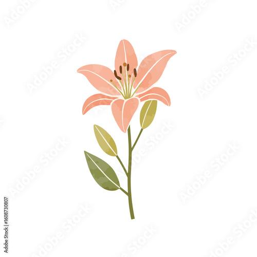 Delicate lily flower in pastel colors on white background, beauty