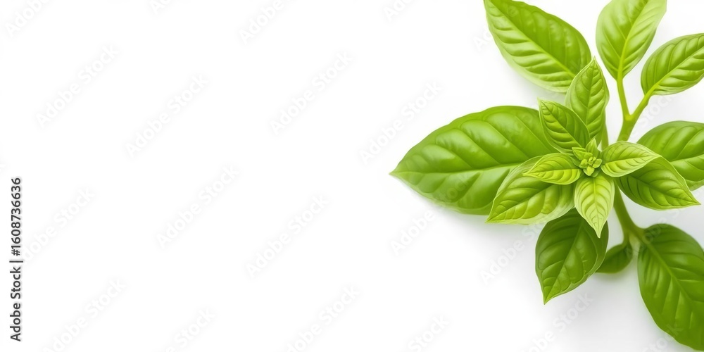 Fototapeta premium Single vibrant green basil leaf, isolated on pure white background, green, macro