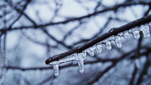 Icy branch in winter