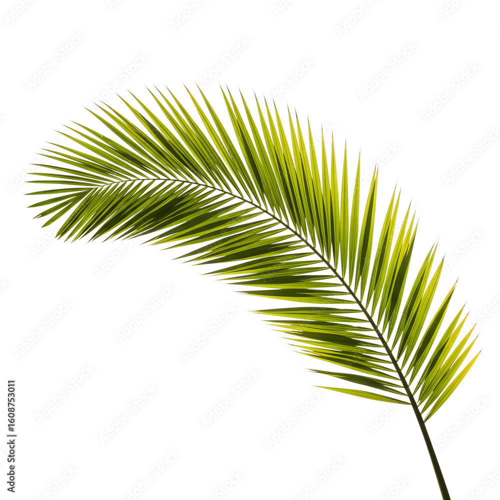 Obraz premium palm leaf isolated on white