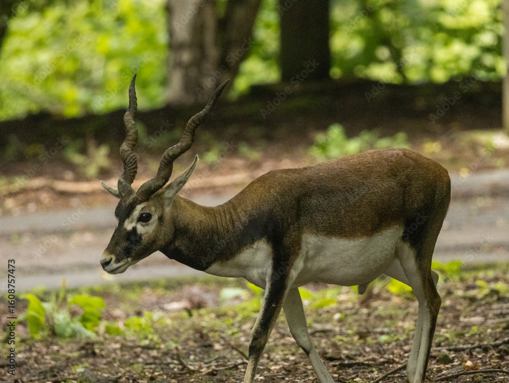 antilope cervicapre antilope cervicapre