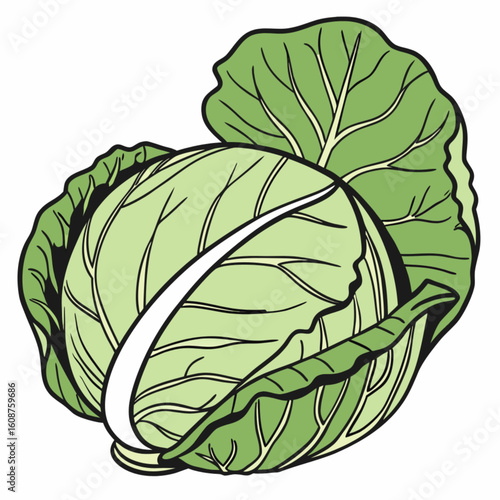cabbage isolated on white background