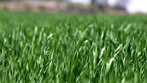 Lush green field