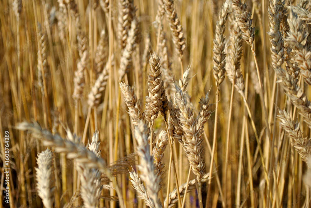 golden wheat field golden wheat field