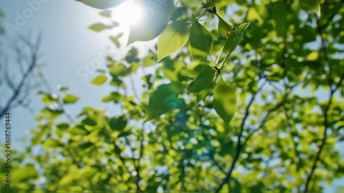 Lush green leaves against a light blue sky