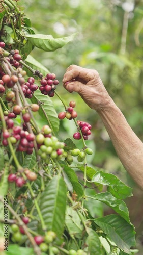 Farmer hand picking ripe robusta coffee cherries on tree branch, harvesting red fruits or berries, slow motion, on farm