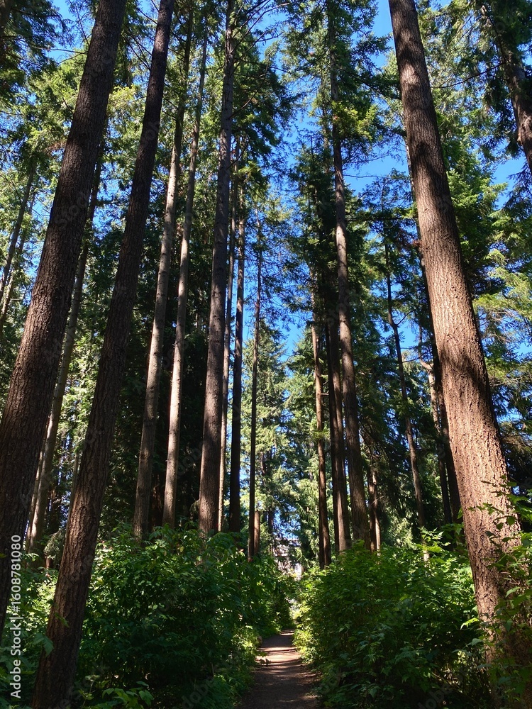 Fototapeta premium Serene forest path with towering trees and clear sky.