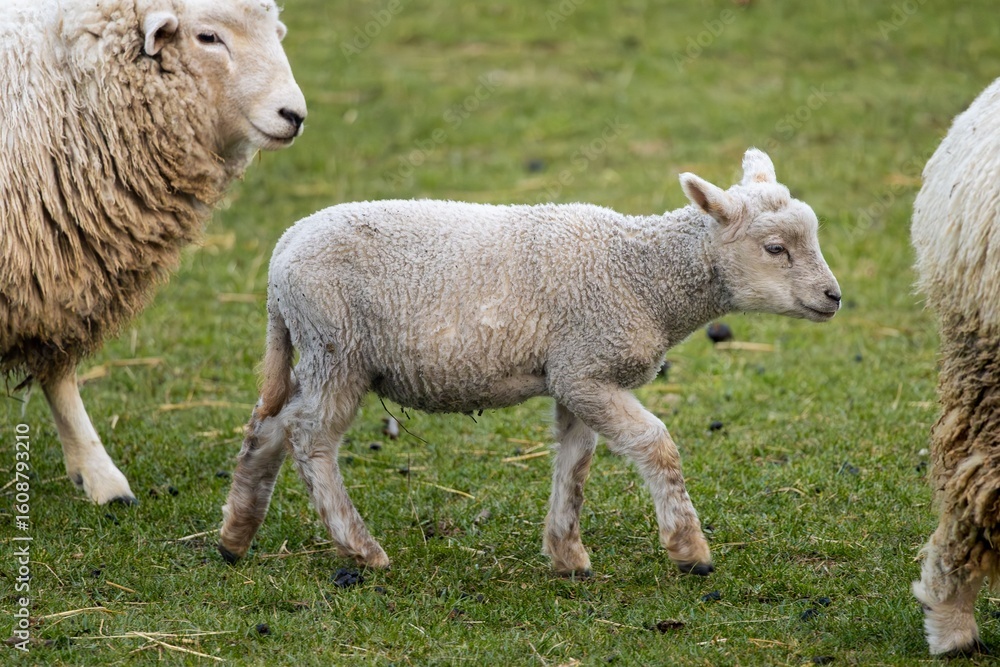 Obraz premium Lamb Walking in a Field