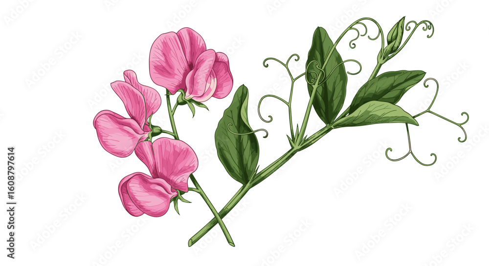 Obraz premium Botanical art: detailed pink sweet pea blossoms with green leaves and tendrils