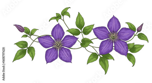 Elegant botanical design with purple clematis flowers and lush green leaves