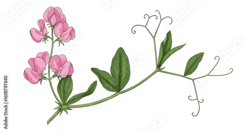 Delicate pink flower with green leaves on a vining stem