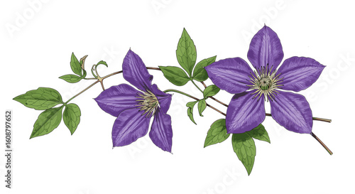 Elegant purple clematis flowers with green leaves on a branch