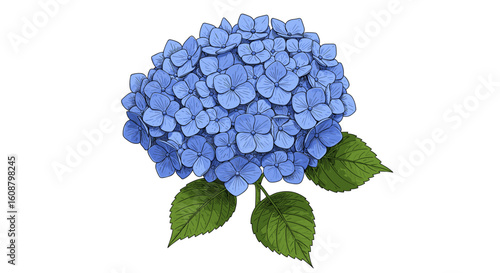 Elegant blue hydrangea bloom with green leaves on a white background
