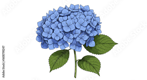 Elegant blue hydrangea blossom with detailed green leaves on white background