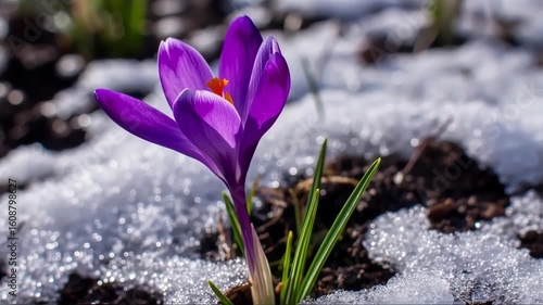 Purple crocus emerging from melting snow
