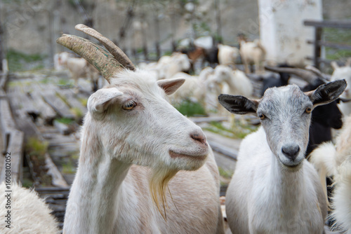 Close-up of goats among a herd on a farm