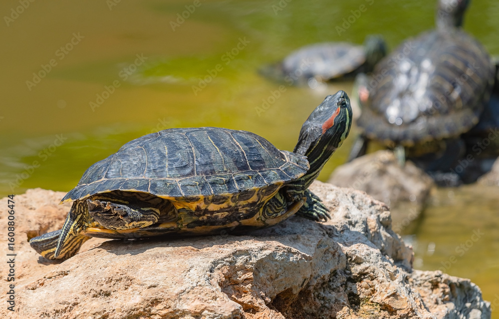 Obraz premium red-eared turtle basking in the sun