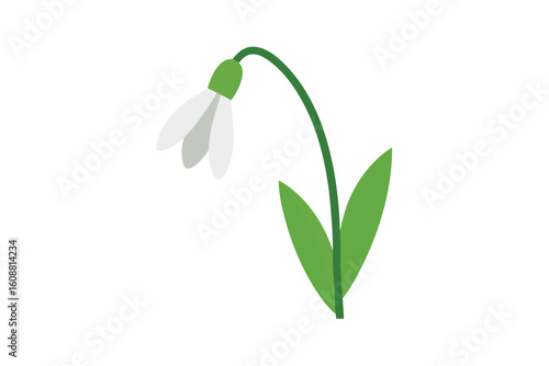 Vector Snowdrop Flower With Stem On White Background