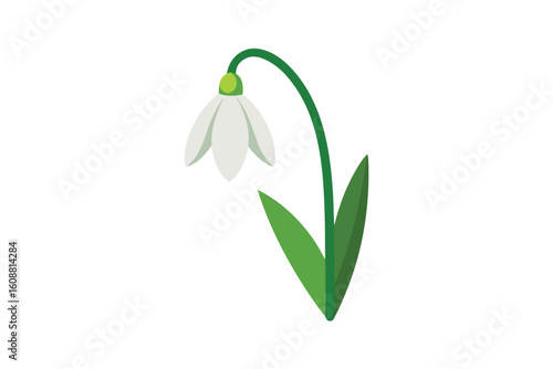 Vector Snowdrop Flower With Stem On White Background
