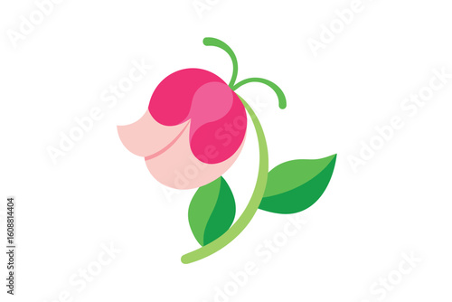 Sweet Pea Flower Illustration Pink And Green On White