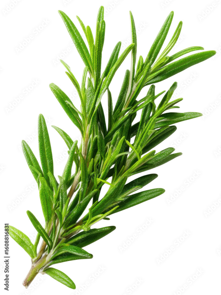 Fototapeta premium Fresh Green Rosemary Herb Branch Isolated on White Background