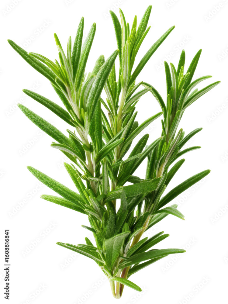 Fototapeta premium Fresh Green Rosemary Herb with Vibrant Leaves and Stems