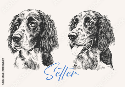Dog head engraving illustration. Setter Dog vector illustration