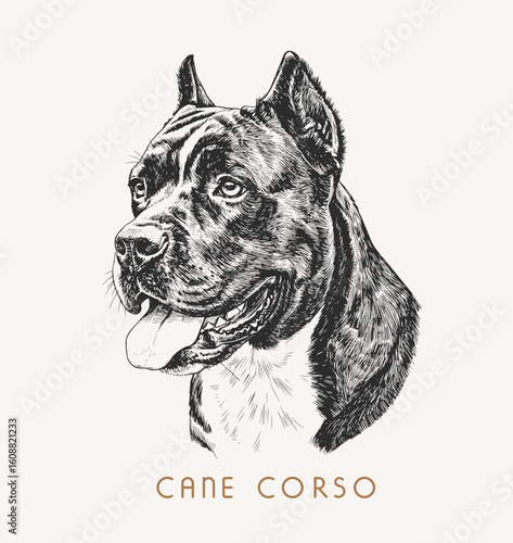 Dog head engraving illustration. cane corso Dog vector illustration