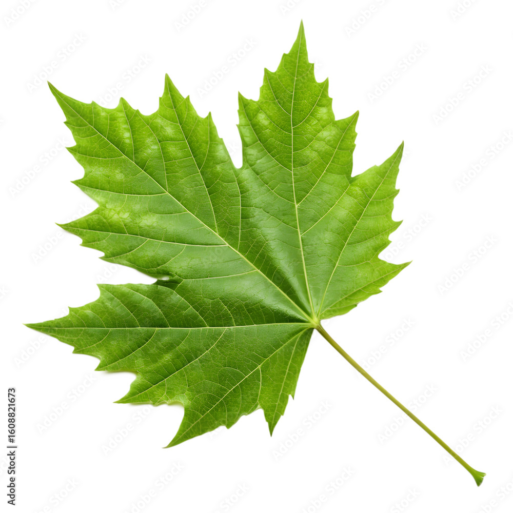 Vibrant Green Maple Leaf Isolated on white Background Vibrant Green Maple Leaf Isolated on white Background