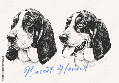 Dog head engraving illustration. Basset Hound Dog vector illustration