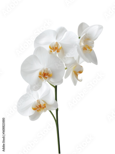 Beautiful White Orchid Flower with Delicate Petals and Stems