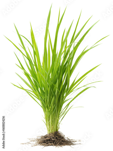 Fresh Green Grass Plant with Roots Isolated on White Background