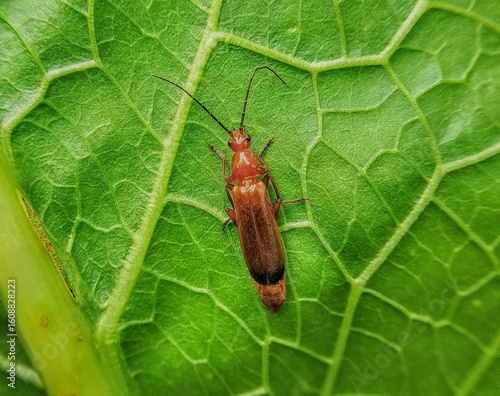 Konstfotografi Brown insect on veiny leaf