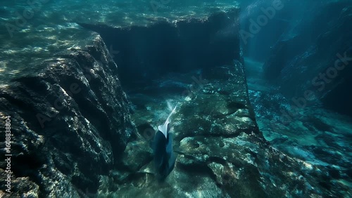 Wallpaper Mural Deep sea trench with giant whale swimming in blue darkness Torontodigital.ca