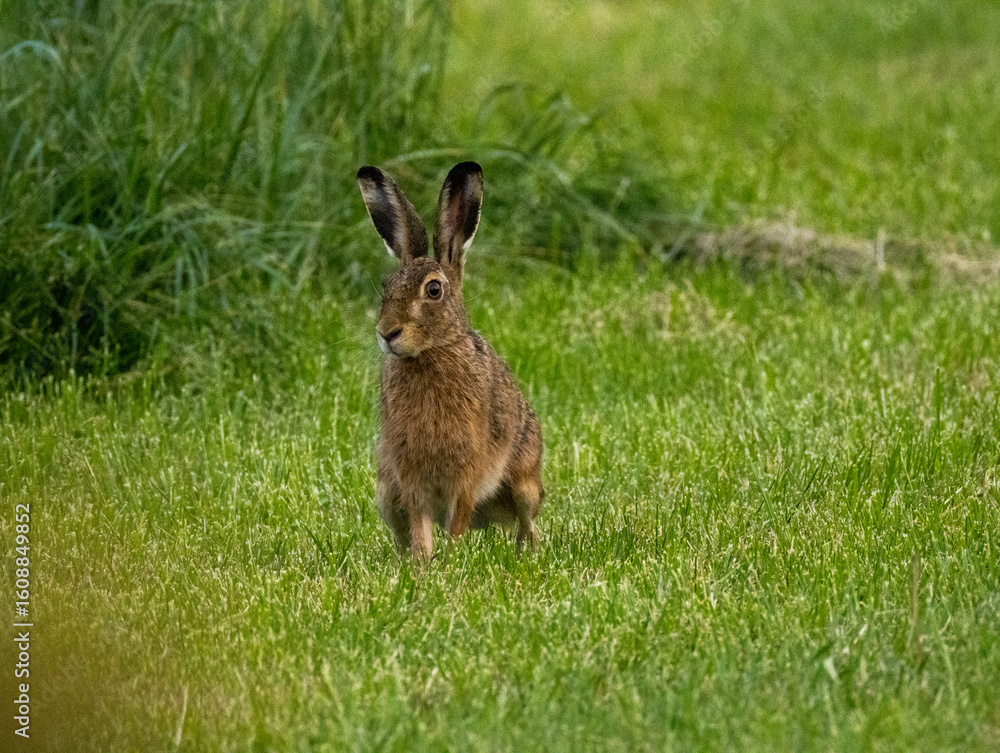 Obraz premium lièvre assis