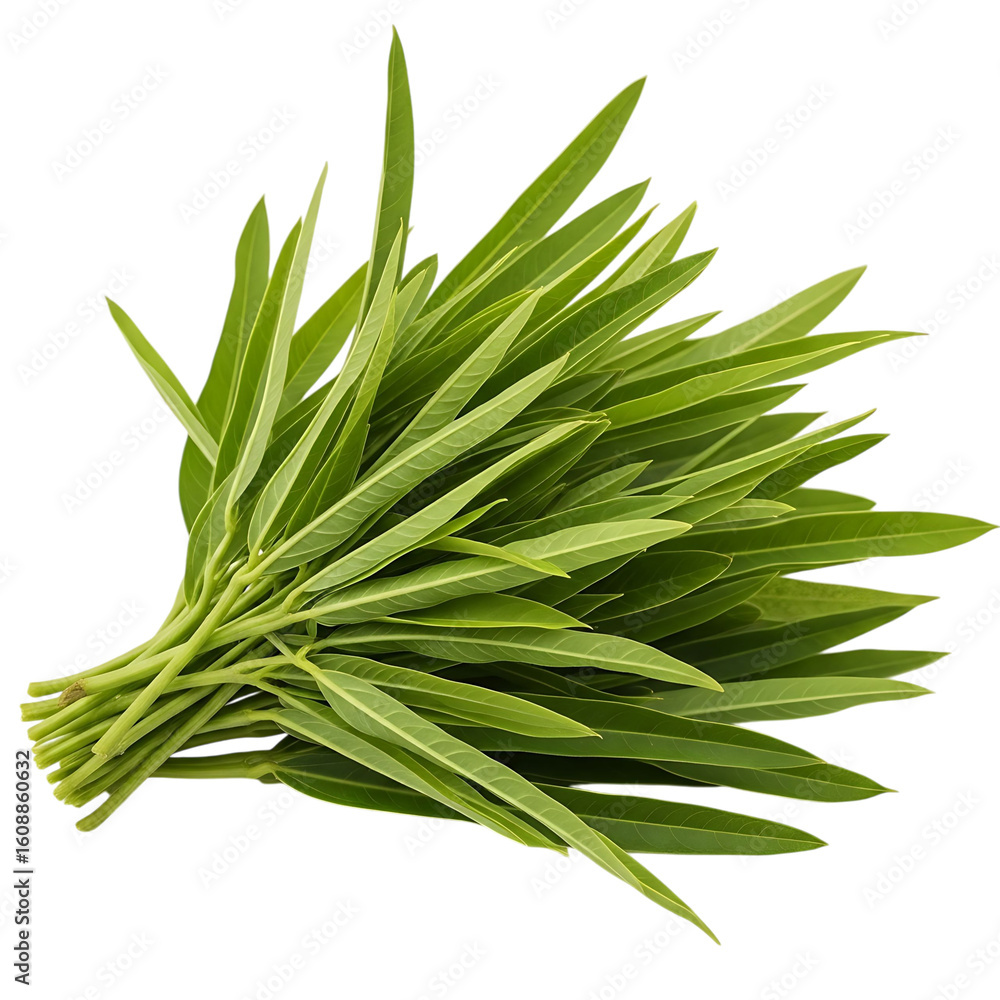 Fototapeta premium Fresh Green Kangkong Vegetable Bundle Vibrant Bunch of Water Spinach for Culinary Delights Asian Cuisine Ingredient