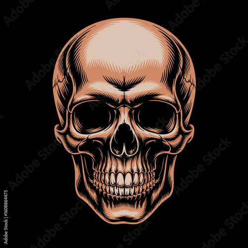 Skull profile vector isolated illustration of human skull profile. Perfect for Halloween designs, gothic themes, and educational materials.