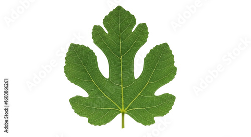 Single green fig leaf with detailed veins isolated on transparent background