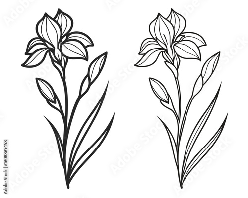 Elegant black and white outline illustration of iris flowers with detailed stems and leaves.