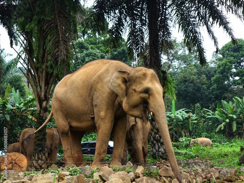 Asian Elephant in Zoo Habitat Surrounded by Lush Greenery, Captive Wildlife in Naturalistic Enclosure, Conservation and Education Concept