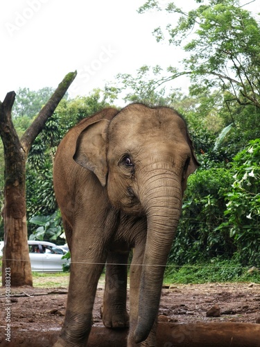 Asian Elephant in Zoo Habitat Surrounded by Lush Greenery, Captive Wildlife in Naturalistic Enclosure, Conservation and Education Concept