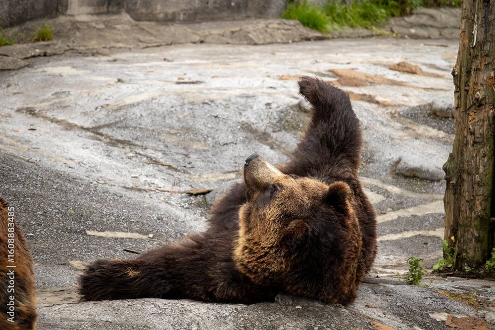 Obraz premium ヒグマ