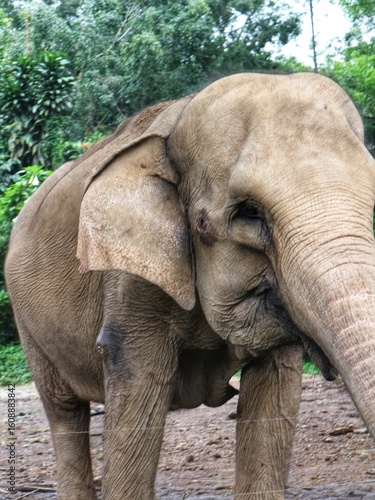 Asian Elephant in Zoo Habitat Surrounded by Lush Greenery, Captive Wildlife in Naturalistic Enclosure, Conservation and Education Concept
