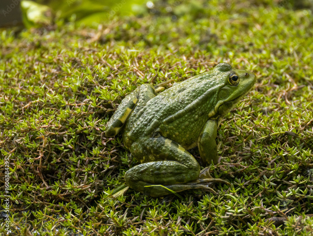Obraz premium Grenouille verte