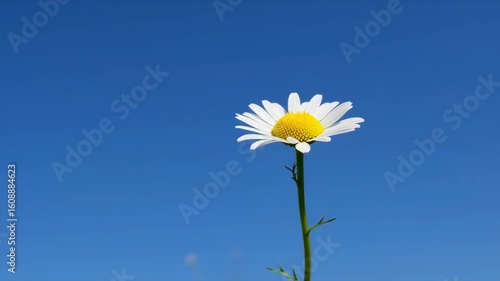 Single daisy against a vibrant blue sky