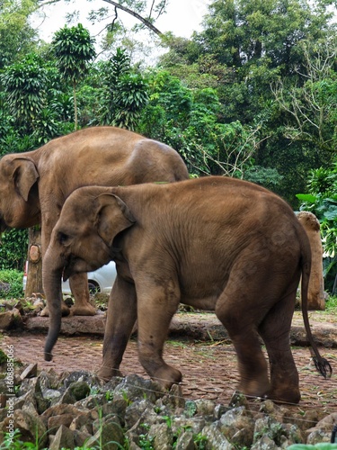 Asian Elephant in Zoo Habitat Surrounded by Lush Greenery, Captive Wildlife in Naturalistic Enclosure, Conservation and Education Concept